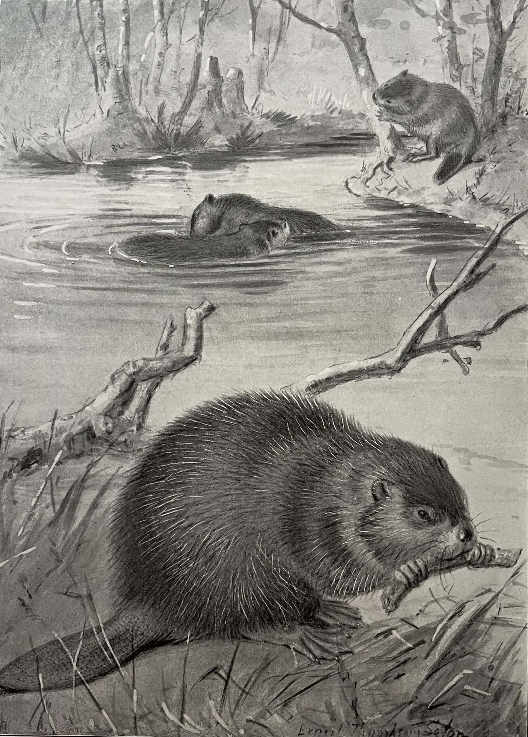 Ernest Thompson Seton — artwork