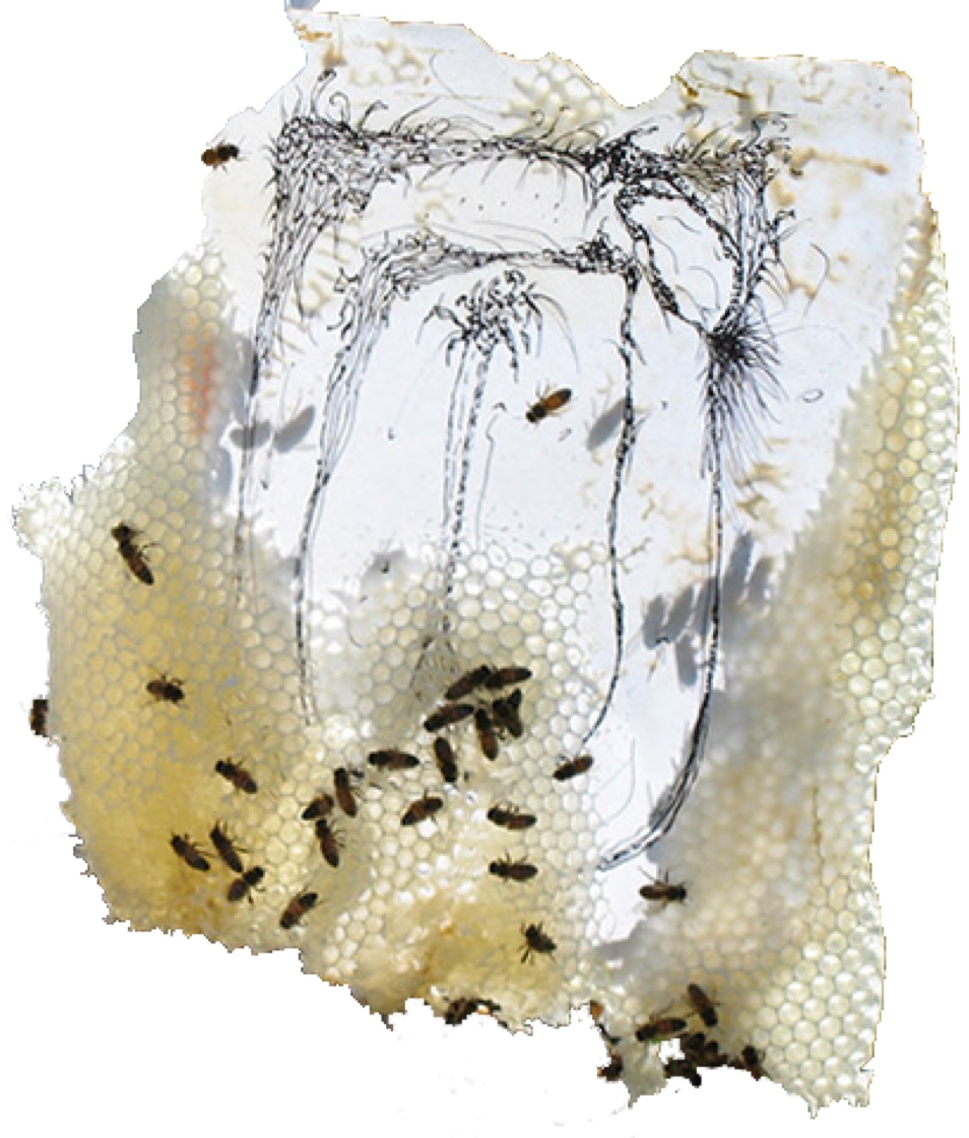 Aganetha Dyck
