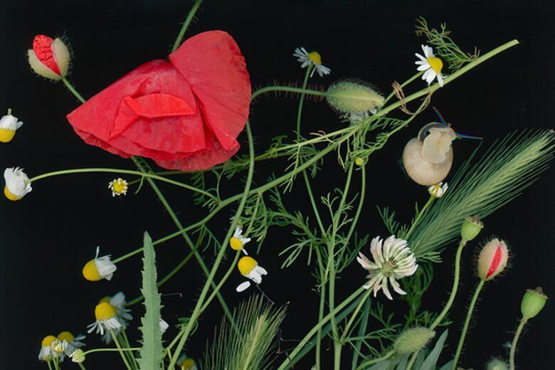 Sara Angelucci — artwork