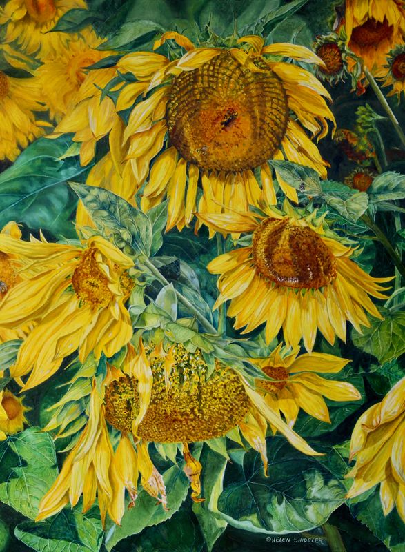 Helen Shideler