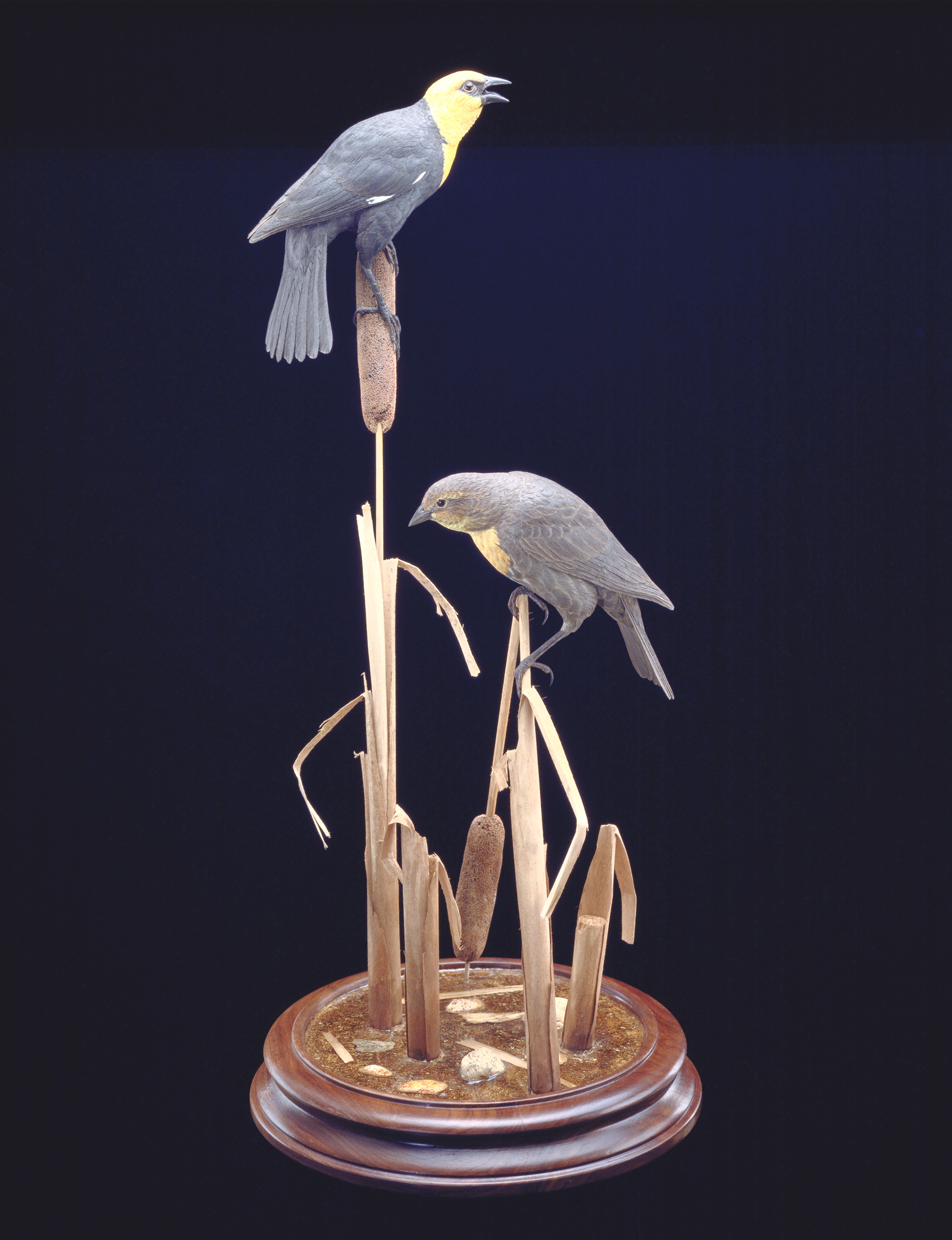 Shauna Oddleifson — artwork