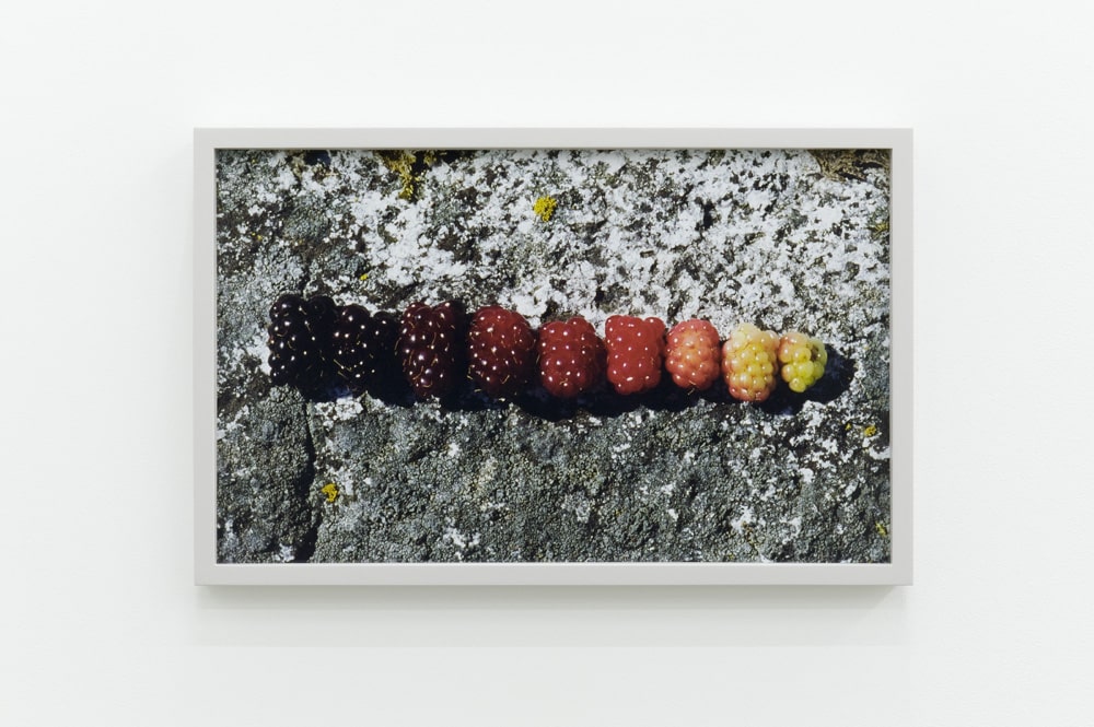 Arabella Campbell — artwork