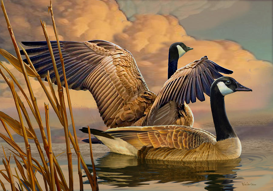 Rex Kangoak Goose